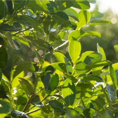 Cesmína paraguayská - Mathé - Ilex paraguariensis - osivo cesmíny - 6 ks