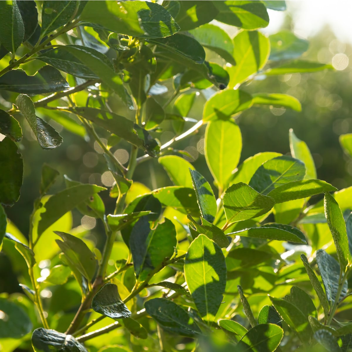 Cesmína paraguayská - Mathé - Ilex paraguariensis - osivo cesmíny - 6 ks