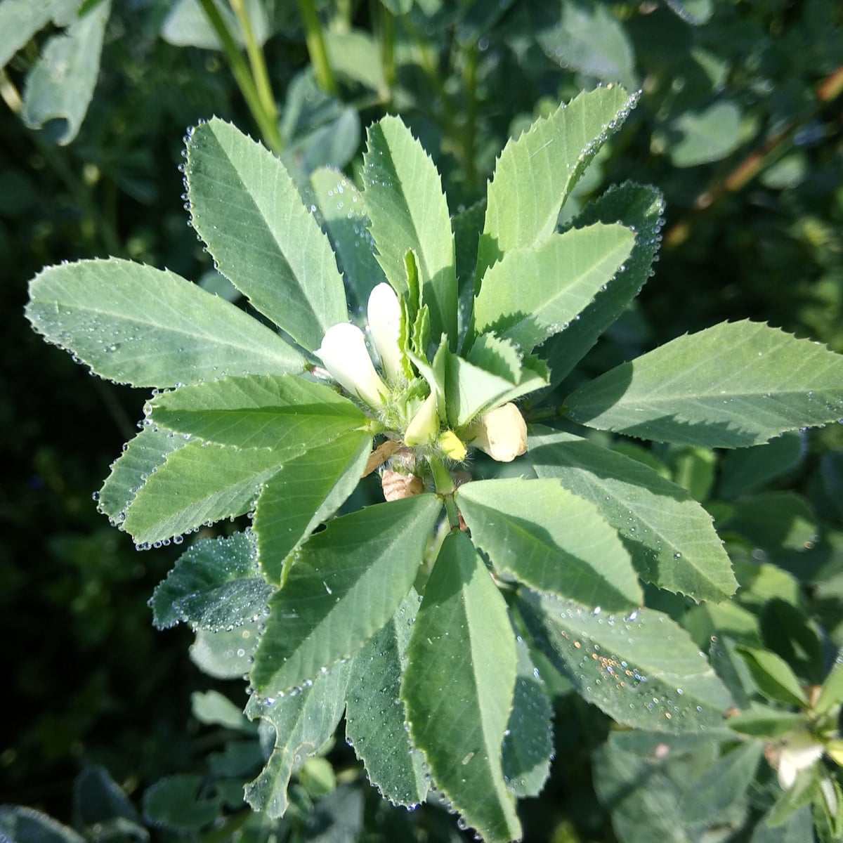 Pískavice - Trigonella foenum-graecum - osivo pískavice - 150 ks