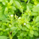 Stévie sladká - Stevia rebaudiana - osivo stévie - 15 ks