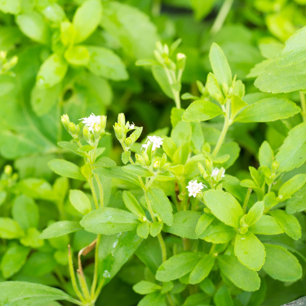 Stévie sladká - Stevia rebaudiana - osivo stévie - 15 ks