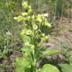 Tabák selský - Machorka - Nicotiana rustica - osivo tabáku - 200 ks