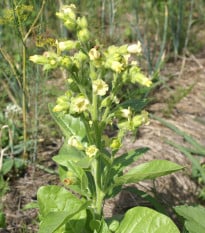 Tabák selský - Machorka - Nicotiana rustica - osivo tabáku - 200 ks