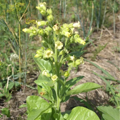 Tabák selský - Machorka - Nicotiana rustica - osivo tabáku - 200 ks