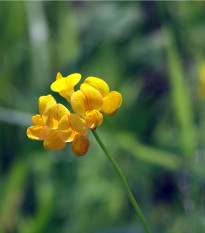 Štírovník růžkatý - Lotus corniculatus - osivo štírovníku - 100 ks