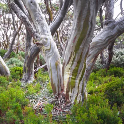 Eukalyptus pauciflora - Blahovičník - Eucalyptus pauciflora - osivo eukalyptu - 8 ks