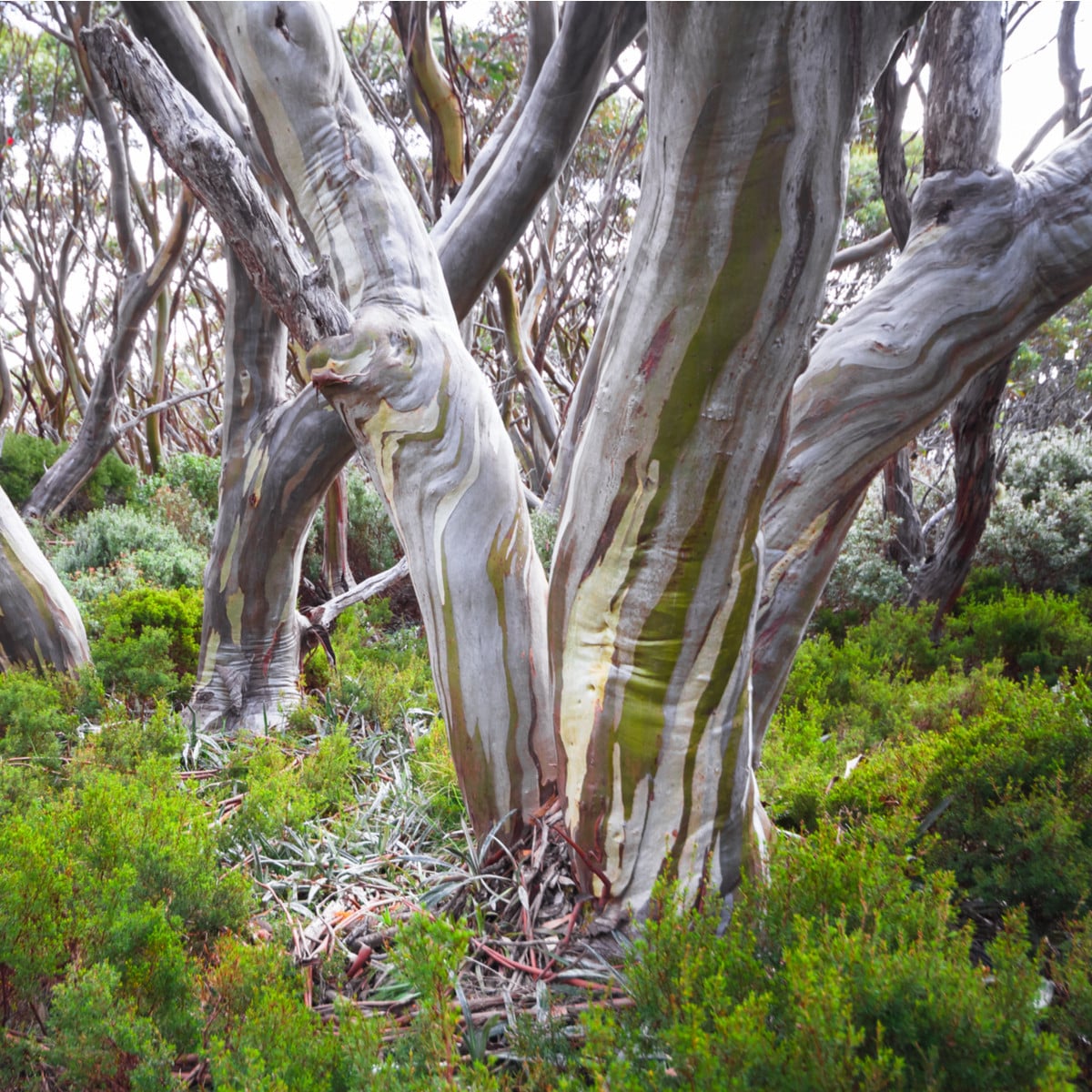 Eukalyptus pauciflora - Blahovičník - Eucalyptus pauciflora - osivo eukalyptu - 8 ks