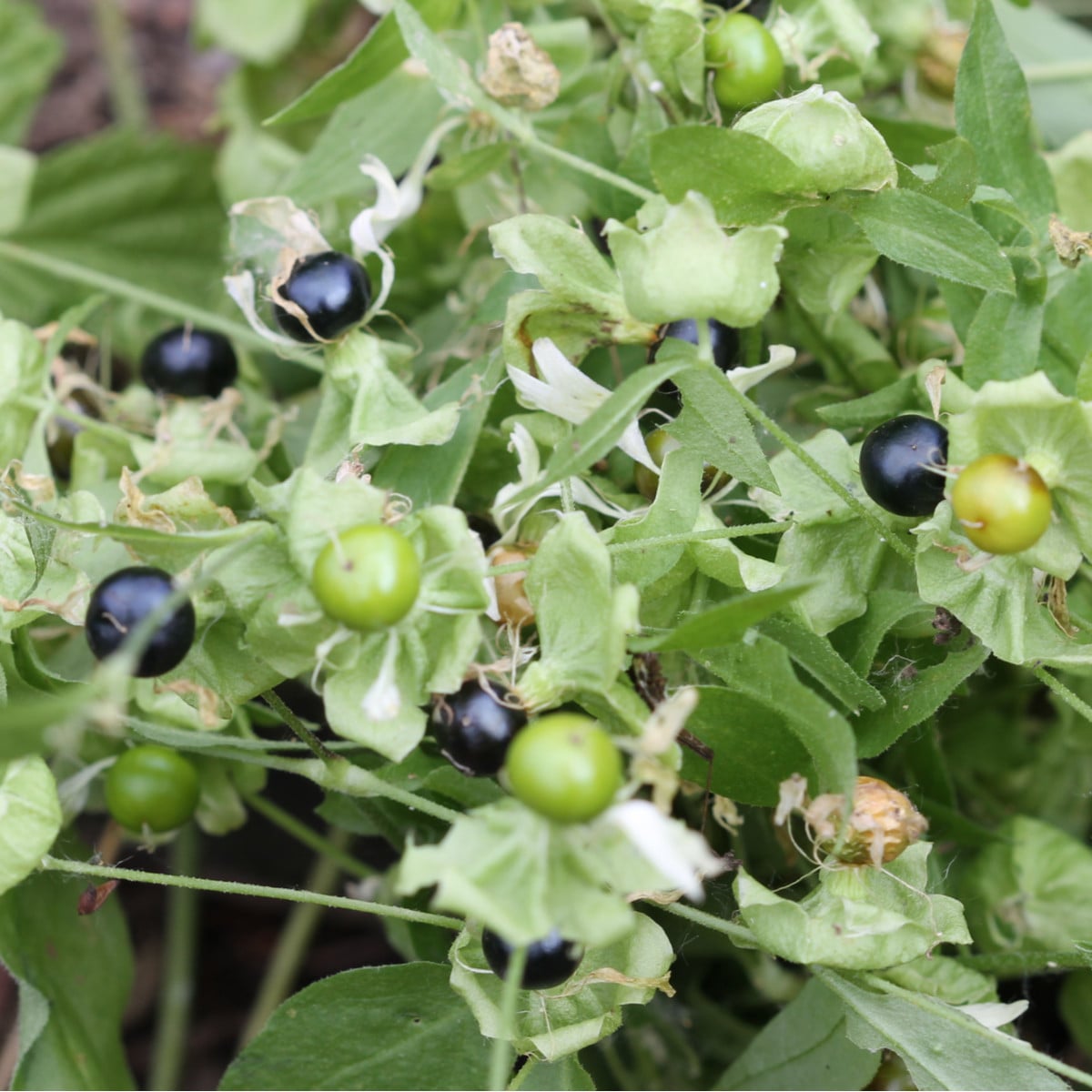 Rulík zlomocný - Atropa belladonna - osivo rulíku - 10 ks