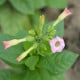 Tabák virginský - Nicotiana tabacum - osivo tabáku - 150 ks