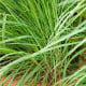 Citronová tráva - Cymbopogon citratus - osivo citrónové trávy - 20 ks