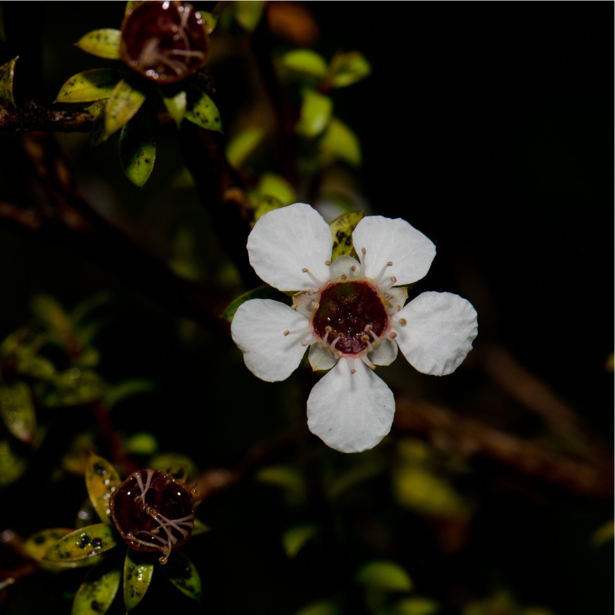 Tea tree - Leptospermum rotundifolium - osivo čajovníku - 30 ks