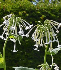 Tabák planý - Nicotiana sylvestris - osivo tabáku - 200 ks