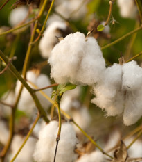 Bavlník bylinný - Gossypium herbaceum - osivo bavlníku - 6 ks