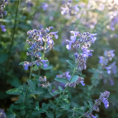 Šanta žilnatá - Nepeta nervosa - osivo šanty - 15 ks
