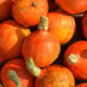 BIO Dýně Uchiki kuri - Cucurbita maxima - bio osivo dýně - 5 ks