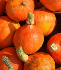 BIO Dýně Uchiki kuri - Cucurbita maxima - bio osivo dýně - 5 ks