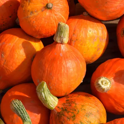 BIO Dýně Uchiki kuri - Cucurbita maxima - bio osivo dýně - 5 ks