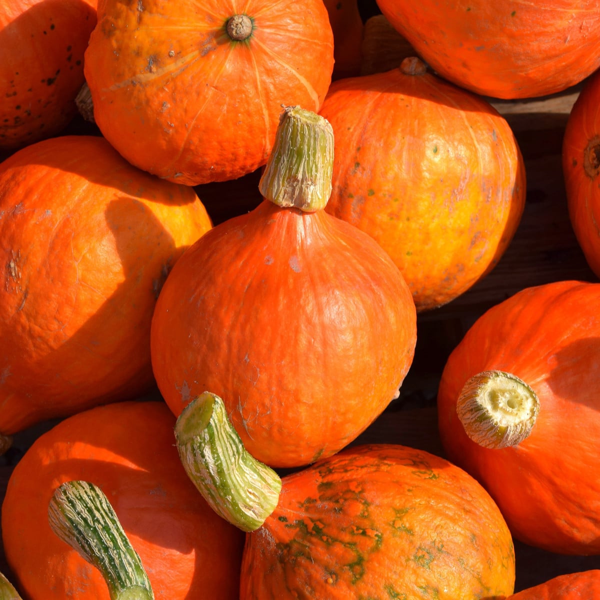 BIO Dýně Uchiki kuri - Cucurbita maxima - bio osivo dýně - 5 ks