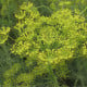 BIO Kopr vonný - Anethum graveolens - bio osivo kopru - 300 ks