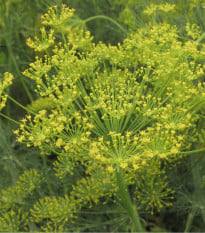 BIO Kopr vonný - Anethum graveolens - bio osivo kopru - 300 ks