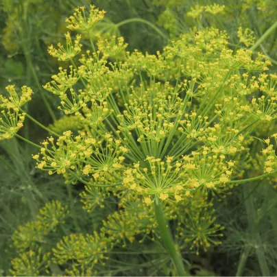 BIO Kopr vonný - Anethum graveolens - bio osivo kopru - 300 ks