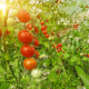 BIO Rajče Hamlet F1 - Solanum lycopersicum - bio osivo rajčat - 6 ks