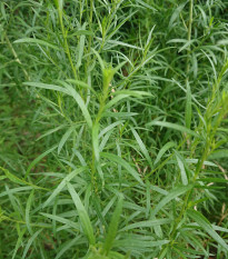 BIO Pelyněk kozalec - Artemisia dracunculus - bio osivo pelyňku - 500 ks