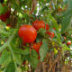 BIO Rajče Taste F1 - Solanum lycopersicum - bio osivo rajčat - 10 ks