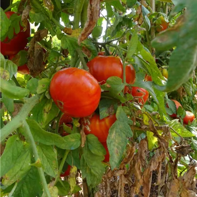 BIO Rajče Taste F1 - Solanum lycopersicum - bio osivo rajčat - 10 ks