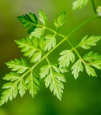BIO Kerblík setý - Anthriscus cerefolium crispum - bio osivo kerblíku - 0,8 g
