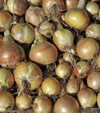 BIO Cibule jarní žlutá Sturon - Allium cepa - bio osivo cibule - 500 ks