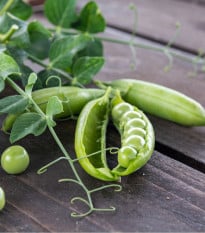 BIO Hrách cukrový Norli - Pisum sativum - bio osivo hrachu - 75 ks