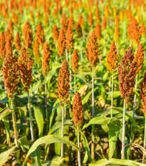 Čirok obecný - Sorghum bicolor - osivo čiroku - 10 ks