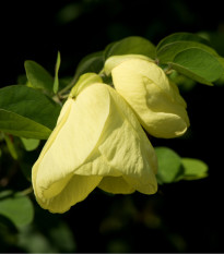 Bauhinie plstnatá - Bauhinia tomentosa - osivo bauhinie - 4 ks