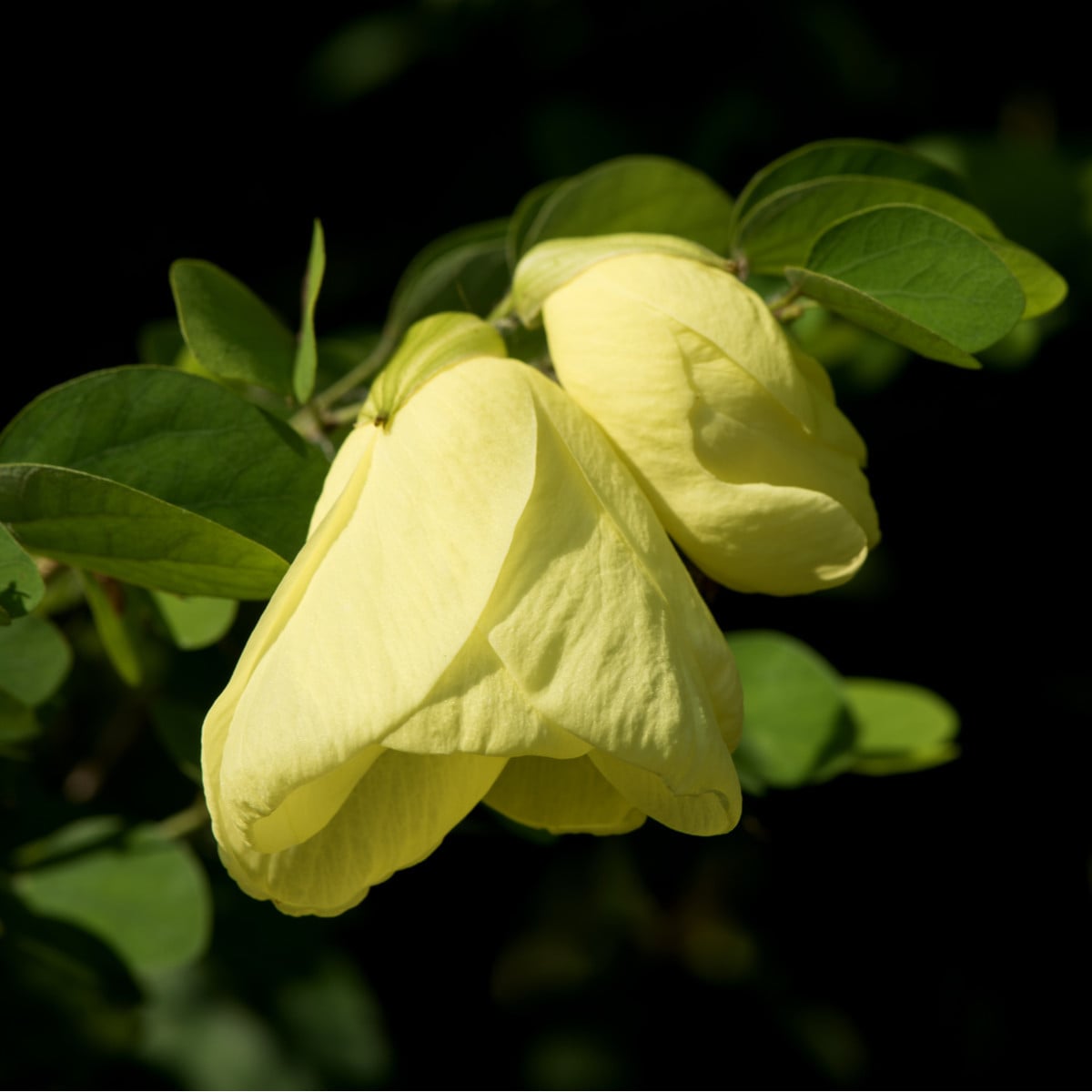 Bauhinie plstnatá - Bauhinia tomentosa - osivo bauhinie - 4 ks