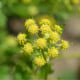 BIO Libeček - Levisticum officinale - bio osivo libečku - 120 ks