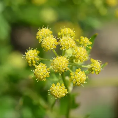 BIO Libeček - Levisticum officinale - bio osivo libečku - 120 ks