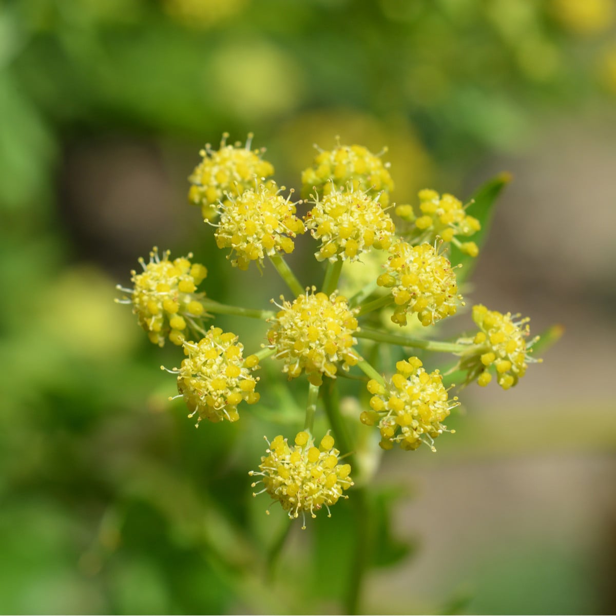 BIO Libeček - Levisticum officinale - bio osivo libečku - 120 ks