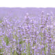 BIO Levandule lékařská - Lavandula officinalis - bio osivo levandule - 50 ks