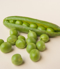 BIO Hrách setý Karina - Pisum sativum - bio osivo hrachu - 75 ks