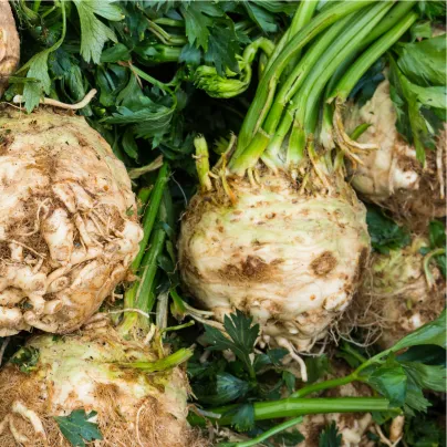 BIO Celer bulvový Princ - Alpium graveolens - bio osivo celeru - 20 ks