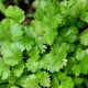 BIO Koriandr - Coriandrum sativum - bio osivo koriandru - 100 ks