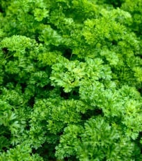 BIO Petržel Zelená Perla - Petroselinum crispum - bio osivo petržele - 600 ks