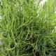 Velikonoční kaktus - Rhipsalis - osivo kaktusu - 5 ks