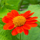 Titónie okrouhlolistá - Tithonia rotundifolia - osivo titónie - 60 ks