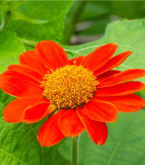 Titónie okrouhlolistá - Tithonia rotundifolia - osivo titónie - 60 ks