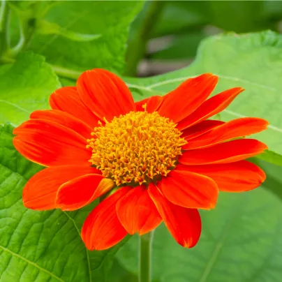 Titónie okrouhlolistá - Tithonia rotundifolia - osivo titónie - 60 ks