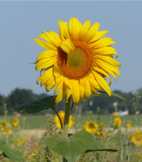 Slunečnice King Kong - Helianthus annuus - osivo slunečnice - 6 ks