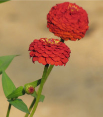 Ostálka jiřinkokvětá obrovská - Zinnia elegans - osivo ostálky - 50 ks