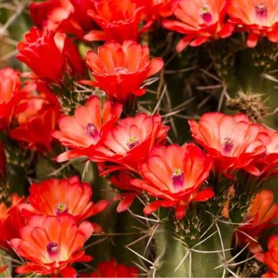 Kaktus - Echinocereus triglochidiatus - osivo kaktusů - 8 ks